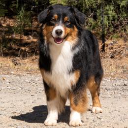 Phoebe - Australian Shepherd