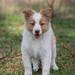 Gold male 1 - Gold male Border Collie puppy in Tylertown, Mississippi from Cool Meadow Farms