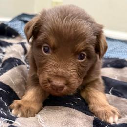 Belle - Red tri-color female Australian Shepherd puppy in East Hartford, Connecticut from CT Aussies