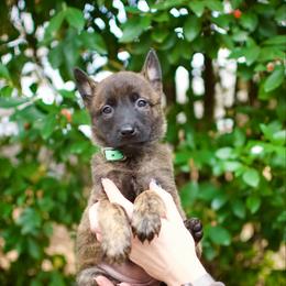 Mint - Gold brindle female Dutch Shepherd puppy in Auburn, Georgia from Faberge Hollandse Herdershond