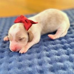 April - Piebald female Dachshund puppy in Marion, Ohio from Doodles & Doxies