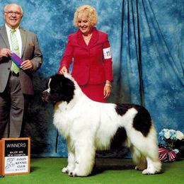 Newfoundland puppies from Meriwether Newfoundlands
