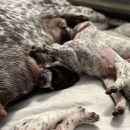 German Shorthaired Pointer Puppies from Bequest German Shorthaired Pointers