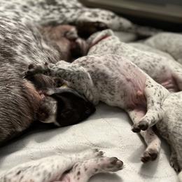 German Shorthaired Pointer Puppies from Bequest German Shorthaired Pointers