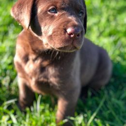 Labrador Retriever Puppies from The Lab CLan