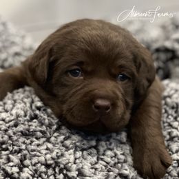 Labrador Retriever Puppies from Albrecht Farms Labrador Retrievers