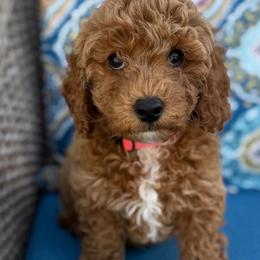 Lana - Red  female Goldendoodle puppy in Loveland, Colorado from Littledoodles2love