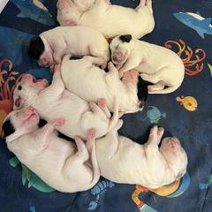 English Setter and Labrador Retriever Puppies from McFella’s Gun Dogs