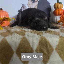 Gray Collar - Black and silver male German Shepherd puppy in Cadet, Missouri from Working Valley Shepherds
