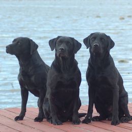 Bluetick Coonhounds and Labrador Retrievers from Five Oaks Retreat