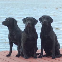 Bluetick Coonhounds and Labrador Retrievers from Five Oaks Retreat