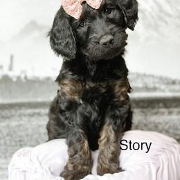 Story - Phantom female Goldendoodle puppy in Pasco, Washington from Camp Doodle Woods