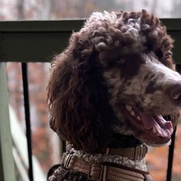 Old English Sheepdogs, Poodles, and Sheepadoodles from Love Tallulah Sheepadoodles LLC