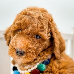 Brittany - Red tri-color female Aussiedoodle puppy in Nebraska from Nosie Posie