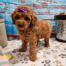 Jodi - AKC - Apricot female Poodle puppy in Lebanon, Missouri from Leerose Puppies