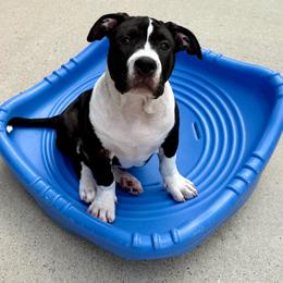 Violet - Black female American Bully puppy in Conroe, Texas from Titanium Kilo Kennels Texas