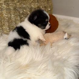 Pooh - Black and tan parti male Pomeranian puppy in Tucson, Arizona from Pomutopia