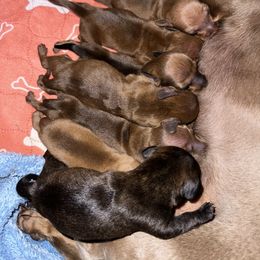 Dachshund Puppies from Autumns Dachshunds