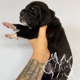 Katniss - Black and white female Great Dane puppy in Michigan from Ohana Great Danes of Michigan