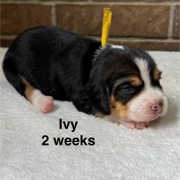 Ivy - Brown white and tan female Beagle puppy in Rogersville, Missouri from Hales Little Beagle Haven