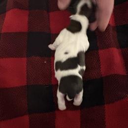 Girl3Duchess - Red and white female Shih Tzu puppy in Madras, Oregon from Maridee’s ShihTzu