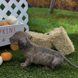 Red Brindle Smooth Female - Red female Dachshund puppy in Killeen, Texas from Southern Dachshunds