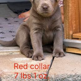 Red collar - Silver male Dilute Retriever puppy in Valley Center, California from Stunning Silver Bullets Labradors