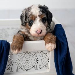 Calvin - Merle male Bernedoodle puppy in Lititz, Pennsylvania from Sleepy Hollow Acres