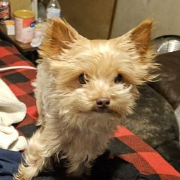 Juliet - Yorkshire Terrier