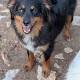 Josie - Miniature Australian Shepherd