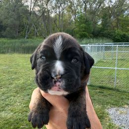 Calvin - Brindle male Boxer puppy in Jamesville, New York from Reynolds Homestead Boxers