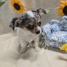 Buttercup - Merle female Chihuahua puppy in Bowdon, Georgia from Paschal's Pups