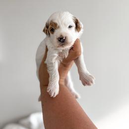 Twelve - Parti male Goldendoodle puppy in Russell Springs, Kentucky from Milk & Honey Doodles