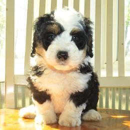 Zoomy - Tri-color male Bernedoodle puppy in Clarinda, Iowa from Root and Branch Bernedoodles