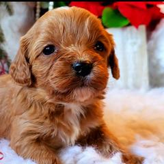 Cavalier King Charles Spaniel and Cavapoo Puppies from Sunset Valley Cavaliers