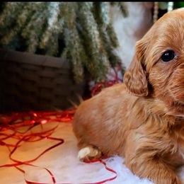 Cavalier King Charles Spaniel and Cavapoo Puppies from Sunset Valley Cavaliers