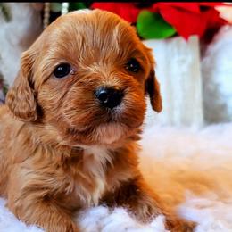 Cavalier King Charles Spaniel and Cavapoo Puppies from Sunset Valley Cavaliers