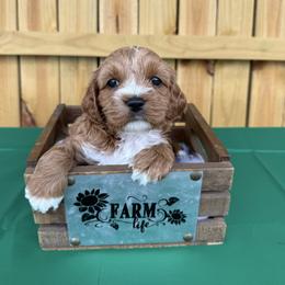 Mike - Red male Cockapoo puppy in Connersville, Indiana from MoonShine Babies