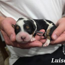 Luisa - Tri-color female Bernedoodle puppy in Blackfoot, Idaho from Draper Mountain Doodles