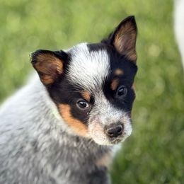 Green Girl 2 - Blue female Australian Cattle Dog puppy in Bingham County, Idaho from Circle C Australian Cattle Dogs