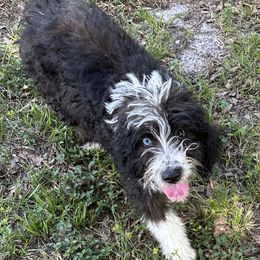 Bentley - Aussiedoodle puppy from Biggie Ranch