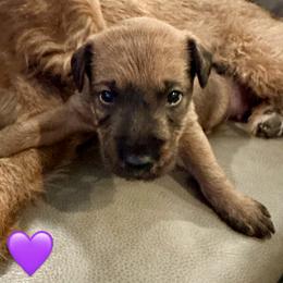 Girl 3 - Red female Irish Terrier puppy in Austin, Texas from ATX Irish Terriers