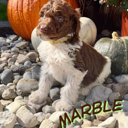 Marble - Parti female Goldendoodle puppy in Ellenburg Center, New York from Kristin's Puppies