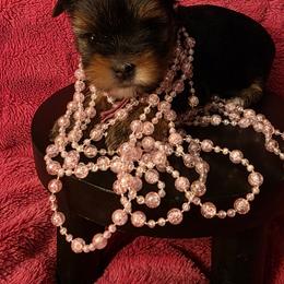 Yorkshire Terrier Puppies from YORKIE BY THE LAKE