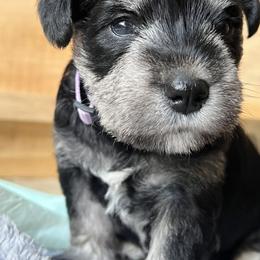 Miniature Schnauzer Puppies from Chantel's Miniature Schnauzers