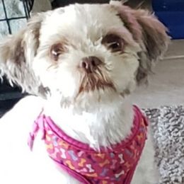 Peanut - Shih Tzu