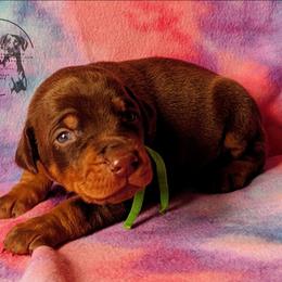 Green Collar Male 7 - Latte x Rogue - Red and rust male Doberman Pinscher puppy in Spencer, Indiana from Jackson's Dobermans