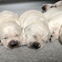 Golden Retriever Puppies from West Coast Cream Goldens