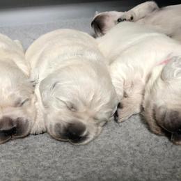 Golden Retriever Puppies from West Coast Cream Goldens