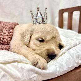 Miss Penny - Light golden female Golden Retriever puppy in Midlothian, Texas from Brightest Days